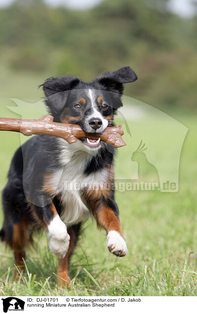 running Miniature Australian Shepherd / DJ-01701