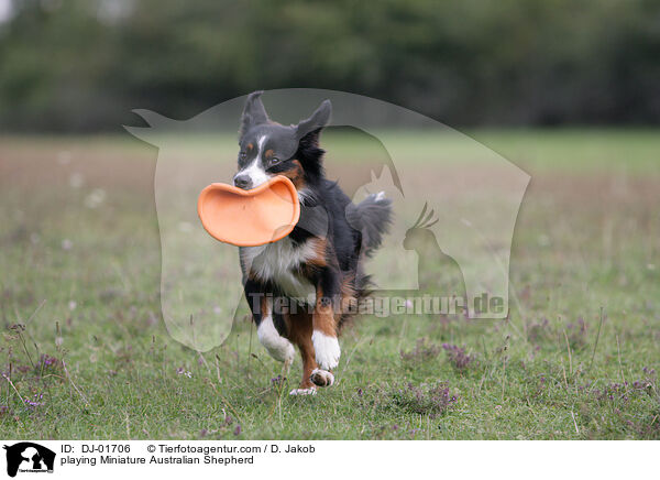 playing Miniature Australian Shepherd / DJ-01706