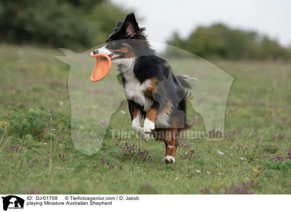 playing Miniature Australian Shepherd / DJ-01708