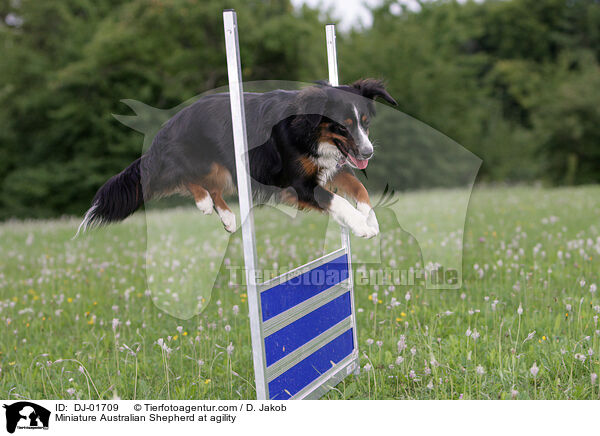 Miniature Australian Shepherd at agility / DJ-01709