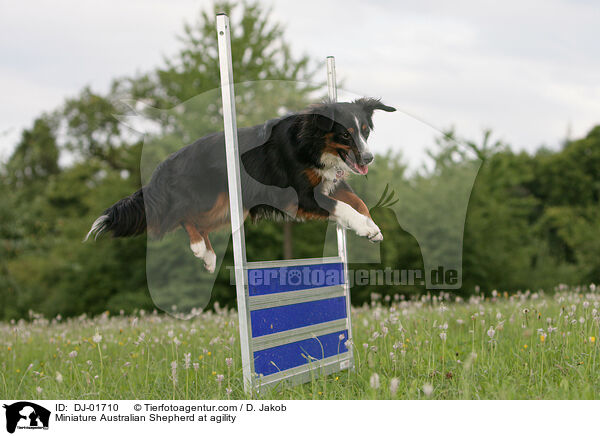 Miniature Australian Shepherd at agility / DJ-01710