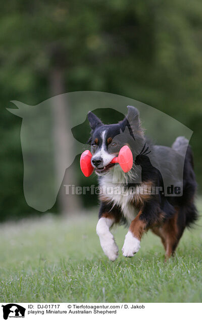 playing Miniature Australian Shepherd / DJ-01717