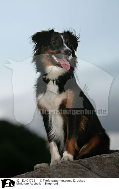 Miniature Australian Shepherd / DJ-01722