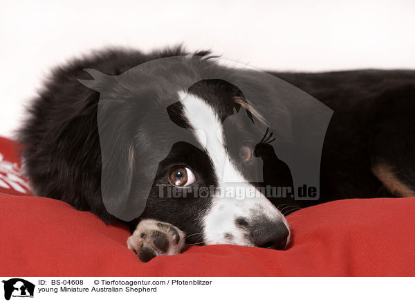 junger Miniature Australian Shepherd / young Miniature Australian Shepherd / BS-04608