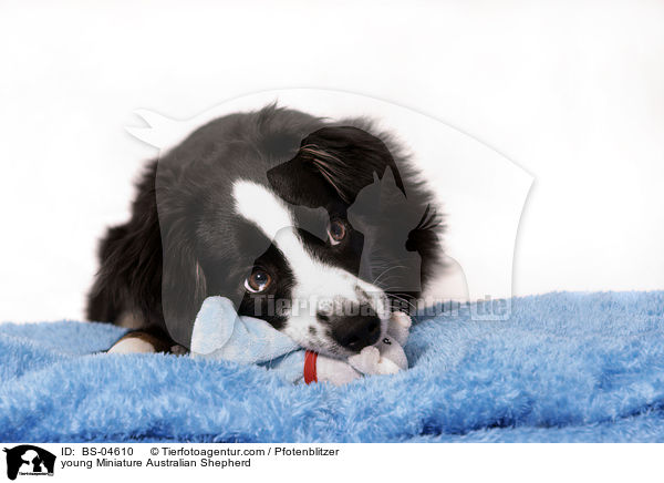 junger Miniature Australian Shepherd / young Miniature Australian Shepherd / BS-04610