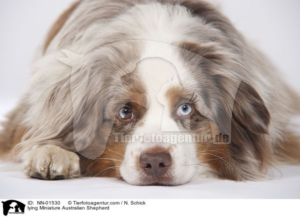 liegender Miniature Australian Shepherd / lying Miniature Australian Shepherd / NN-01530