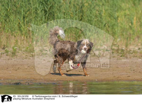 playing Miniature Australian Shepherd / SS-24356