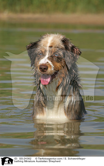 bathing Miniature Australian Shepherd / SS-24362