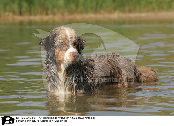 bathing Miniature Australian Shepherd / SS-24363
