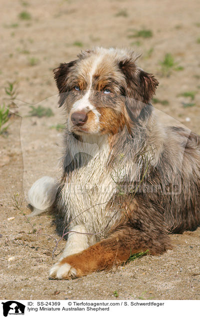 lying Miniature Australian Shepherd / SS-24369