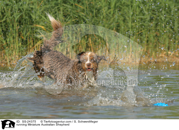 running Miniature Australian Shepherd / SS-24375