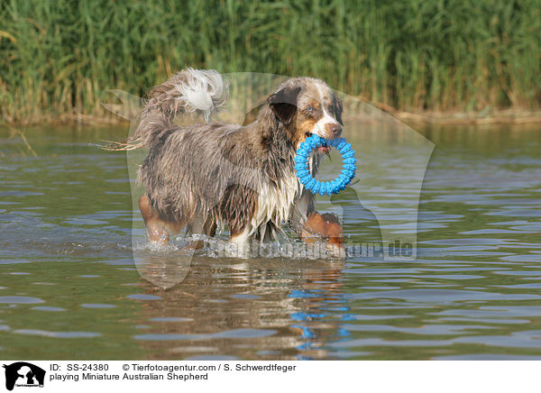 playing Miniature Australian Shepherd / SS-24380