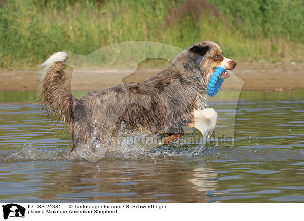 playing Miniature Australian Shepherd / SS-24381
