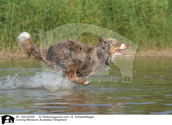 running Miniature Australian Shepherd / SS-24384
