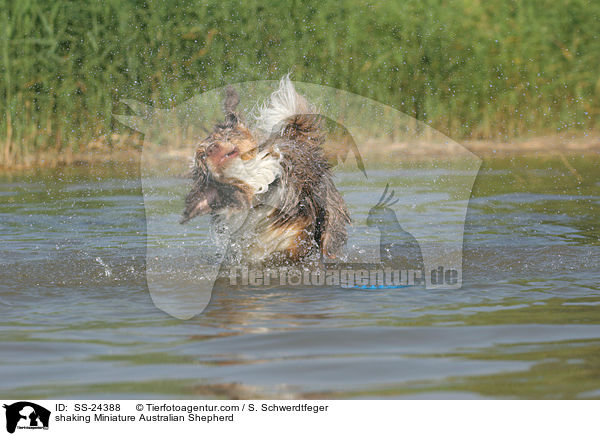 shaking Miniature Australian Shepherd / SS-24388