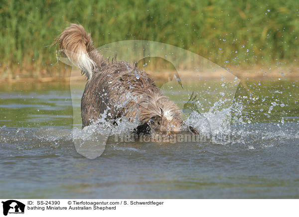 bathing Miniature Australian Shepherd / SS-24390