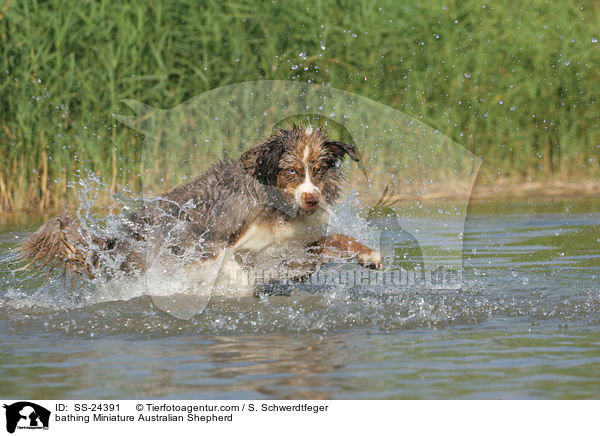 bathing Miniature Australian Shepherd / SS-24391