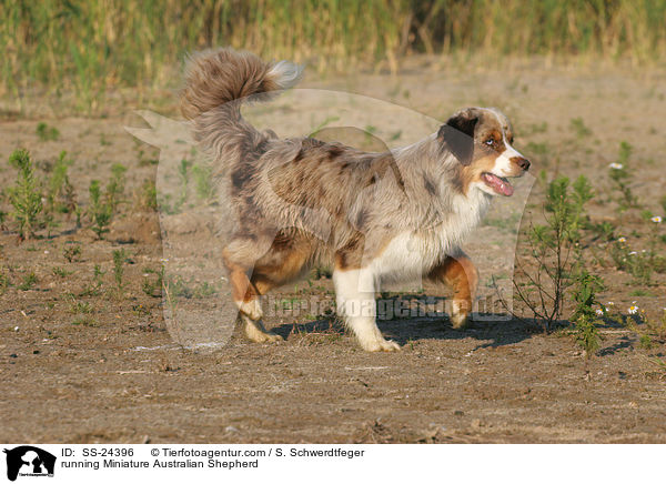 running Miniature Australian Shepherd / SS-24396
