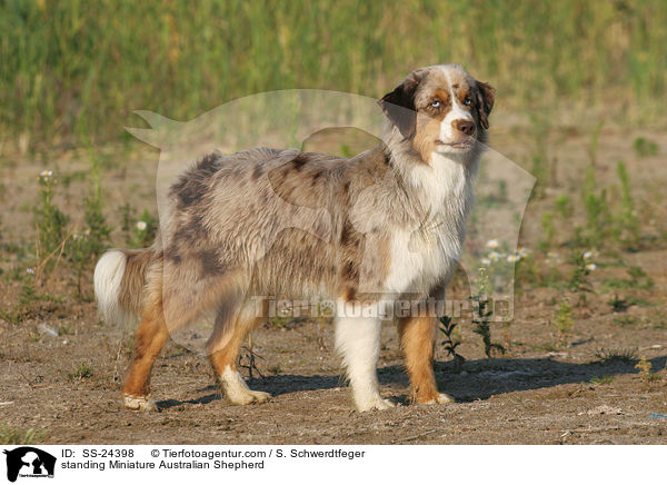 standing Miniature Australian Shepherd / SS-24398