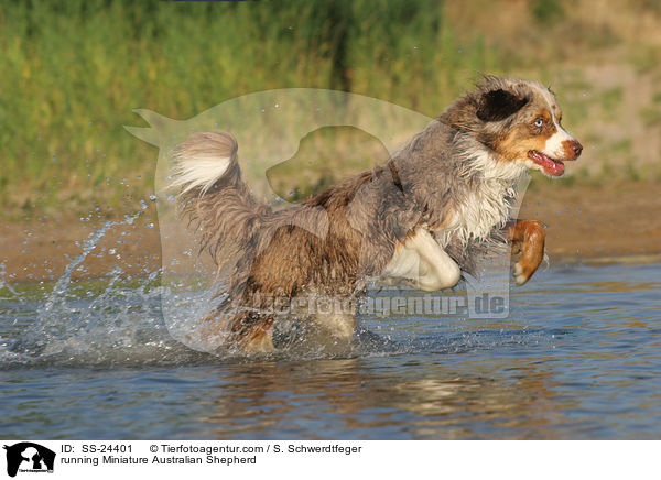 running Miniature Australian Shepherd / SS-24401