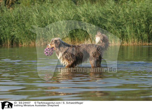bathing Miniature Australian Shepherd / SS-24407