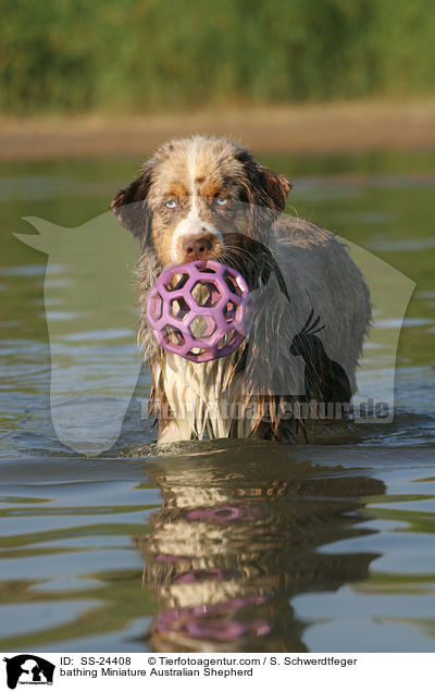 bathing Miniature Australian Shepherd / SS-24408