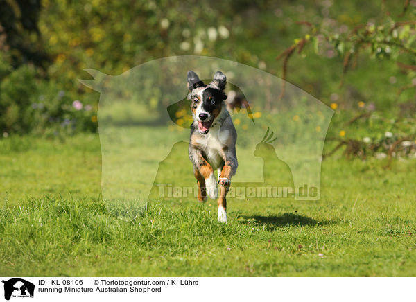 running Miniature Australian Shepherd / KL-08106