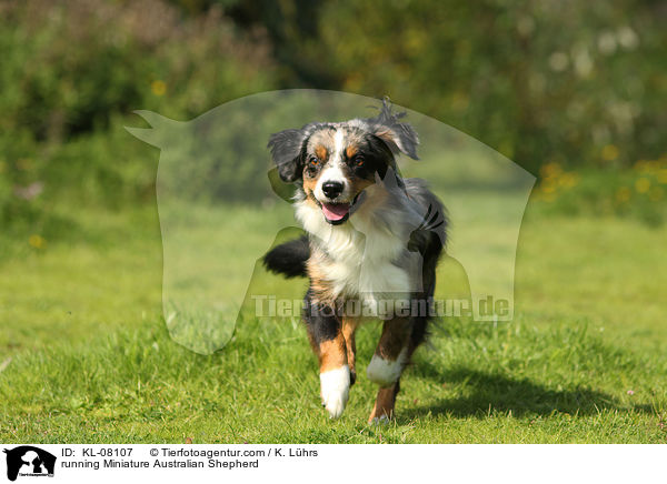 running Miniature Australian Shepherd / KL-08107