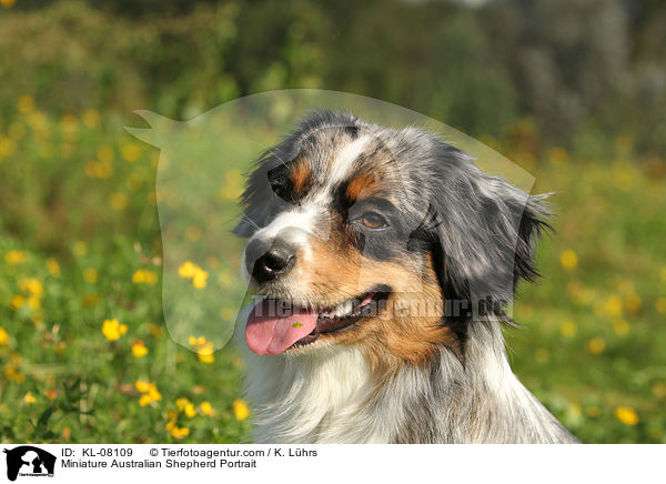 Miniature Australian Shepherd Portrait / KL-08109