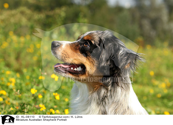 Miniature Australian Shepherd Portrait / KL-08110