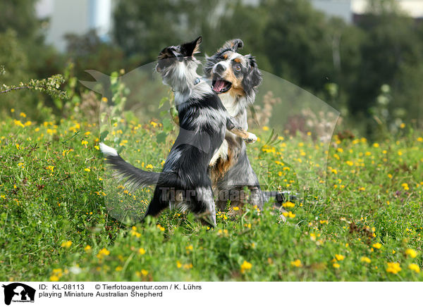 playing Miniature Australian Shepherd / KL-08113
