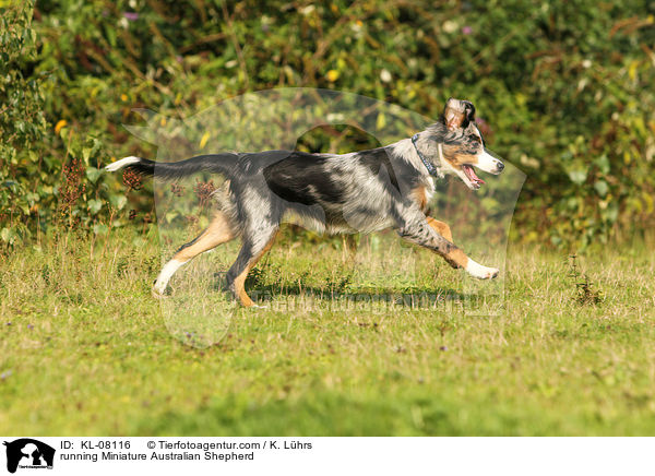 running Miniature Australian Shepherd / KL-08116