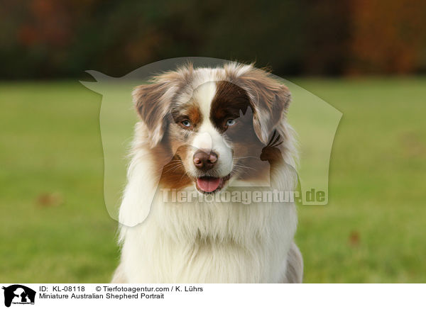 Miniature Australian Shepherd Portrait / KL-08118