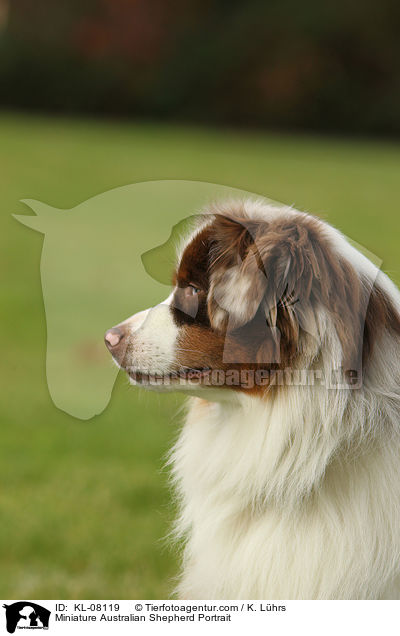 Miniature Australian Shepherd Portrait / KL-08119