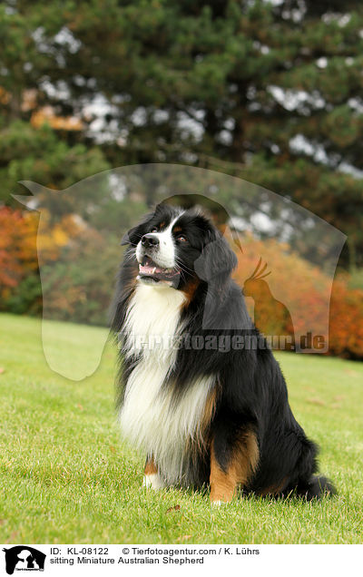 sitting Miniature Australian Shepherd / KL-08122