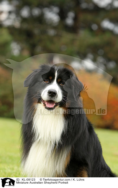 Miniature Australian Shepherd Portrait / KL-08123