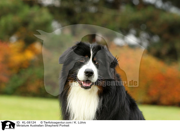 Miniature Australian Shepherd Portrait / KL-08124