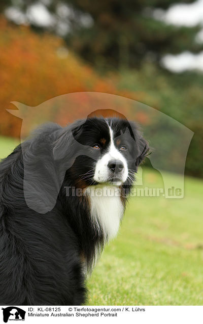 Miniature Australian Shepherd Portrait / KL-08125