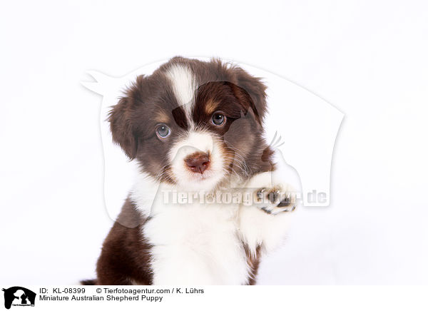 Miniature Australian Shepherd Puppy / KL-08399