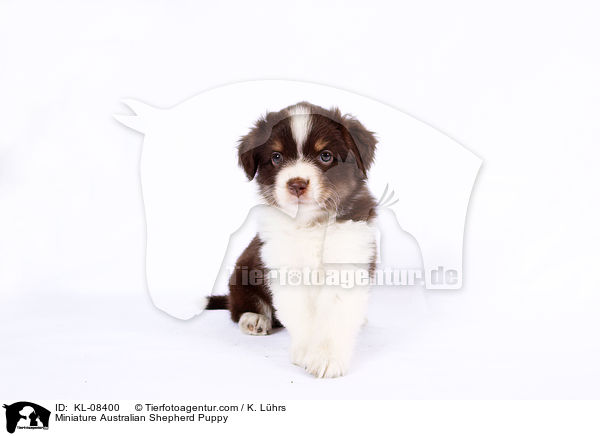 Miniature Australian Shepherd Puppy / KL-08400