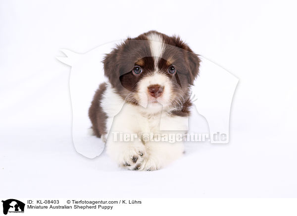 Miniature Australian Shepherd Puppy / KL-08403