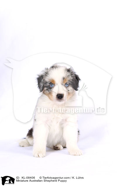 Miniature Australian Shepherd Puppy / KL-08406