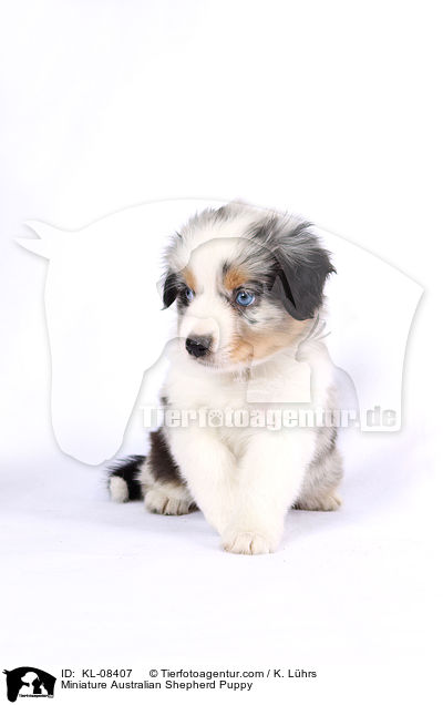 Miniature Australian Shepherd Puppy / KL-08407