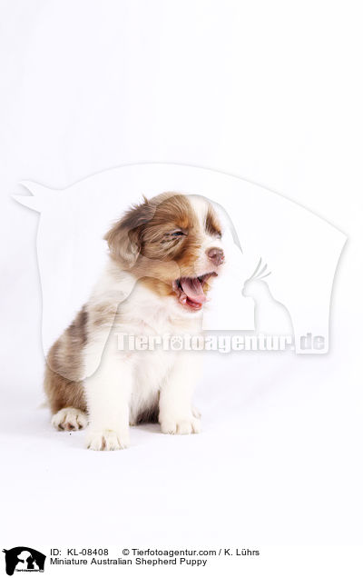 Miniature Australian Shepherd Puppy / KL-08408