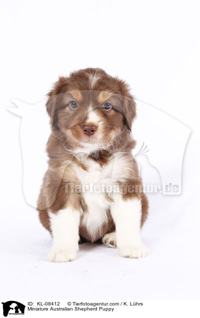 Miniature Australian Shepherd Puppy / KL-08412