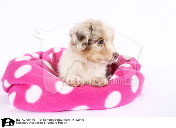 Miniature Australian Shepherd Puppy / KL-08416