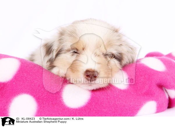 Miniature Australian Shepherd Puppy / KL-08423