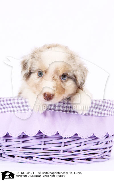Miniature Australian Shepherd Puppy / KL-08424