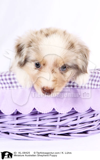 Miniature Australian Shepherd Puppy / KL-08425