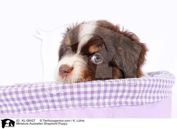 Miniature Australian Shepherd Puppy / KL-08427